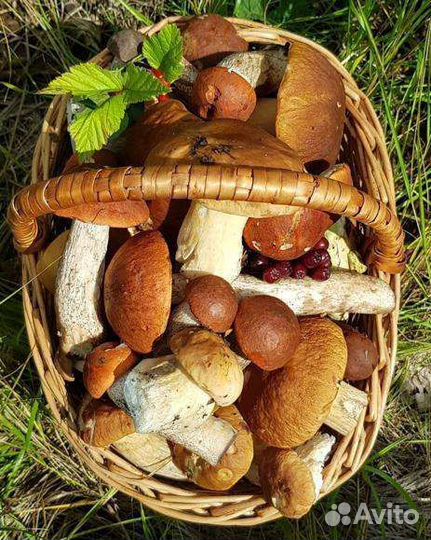 Грибы белые лисички подберёзовики подосиновики