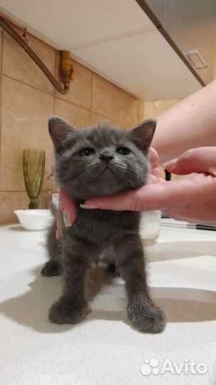 Котята в добрые руки бесплатно