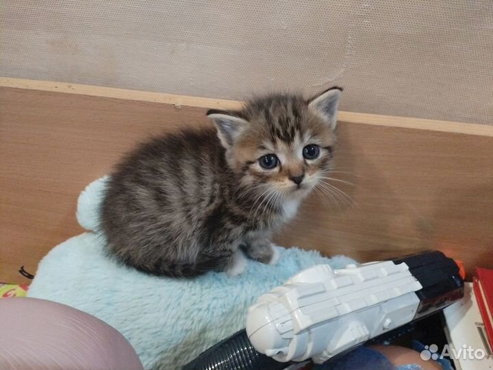 Котята за символ.плату