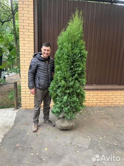 Туя Смарагд 220 см