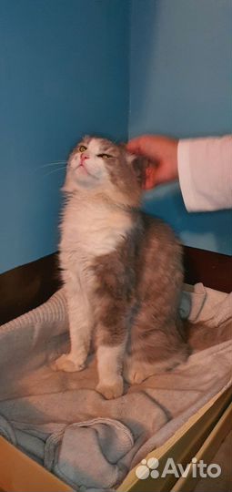 Котик ищет дом и добрых людей