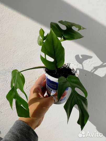 Комнатные растения