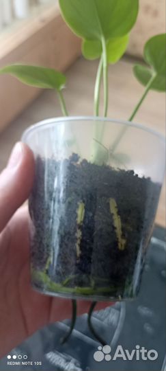 Антуриум Наморе бронь