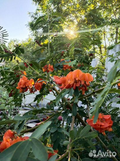 Саженцы сесбании