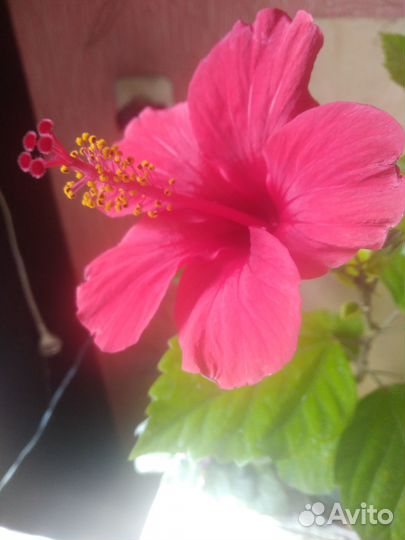 Гибискус китайская роза