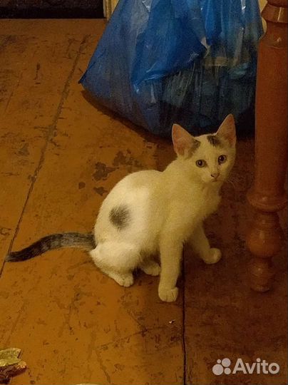 Котята в добрые руки бесплатно