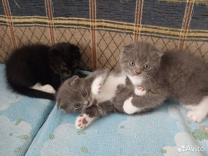 Шотландская вислоухая метисы