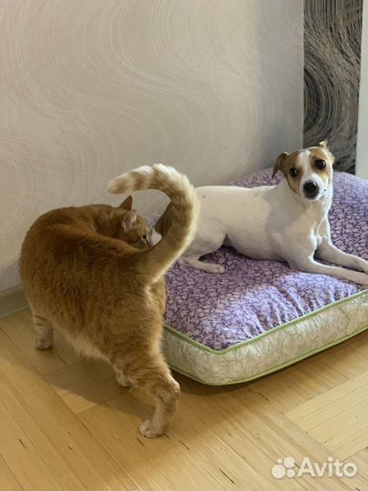 Лежанка для собак и кошек