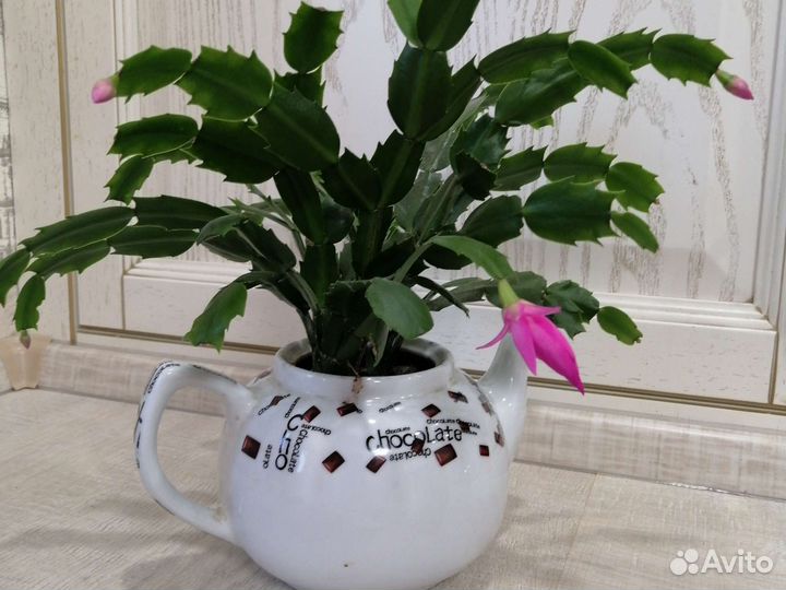 Цветок декабрист