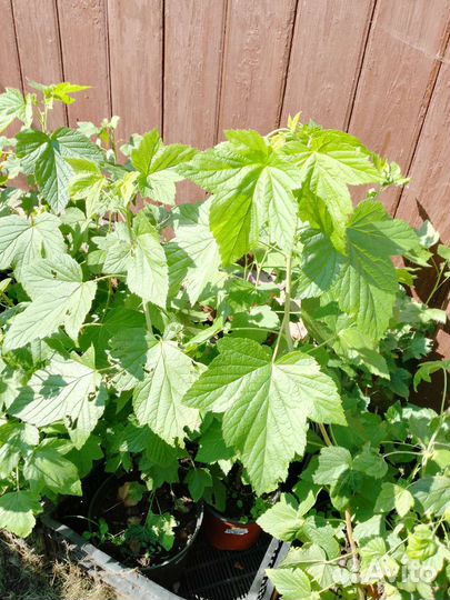 Плодовые кустарники