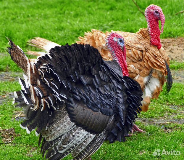 Индюки. Бычок