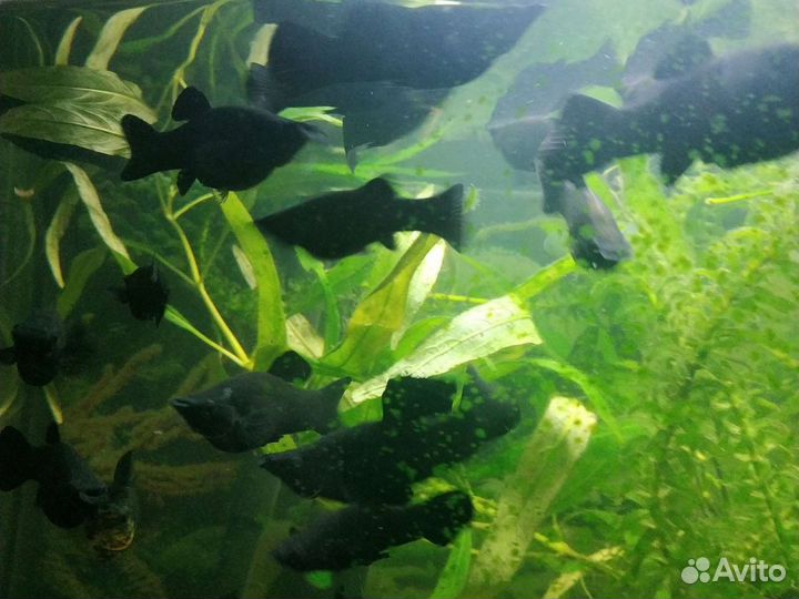 Моллинезии черные отдам