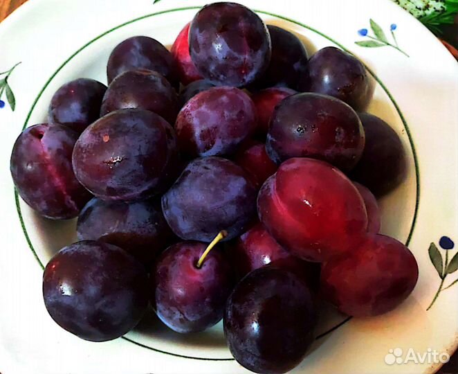 Кабачки домашние, слива