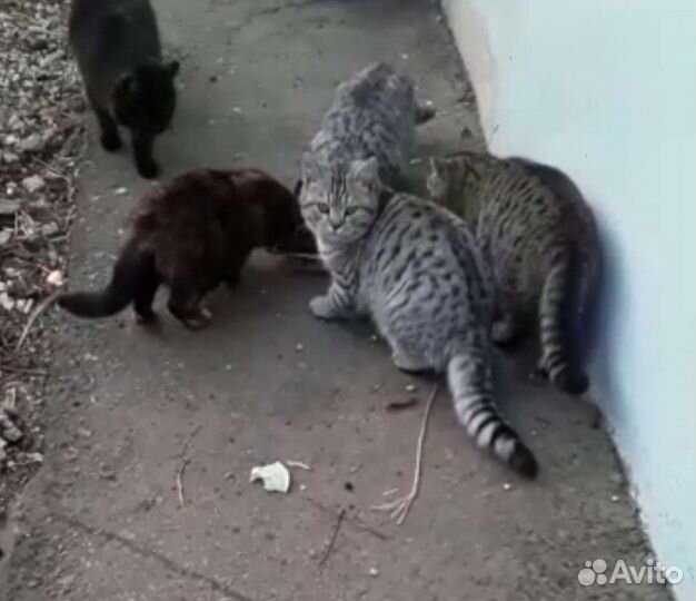 Котята в добрые руки