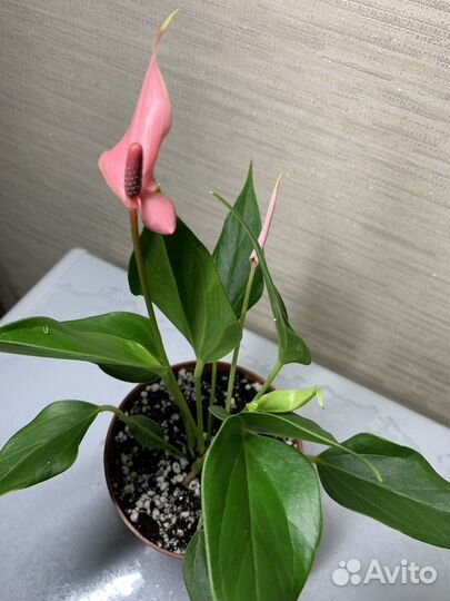 Кодиеум,антуриум,филодендрон,фикус