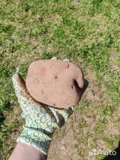 Мелкий картофель