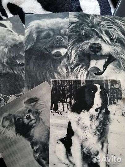 Разные породы собак