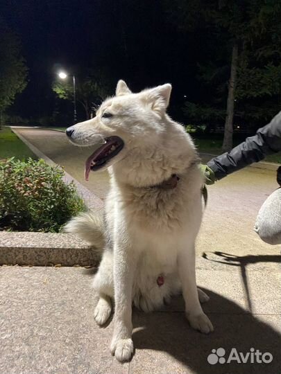 Найдена собака