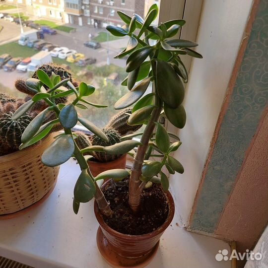 Комнатное растение Красула (Денежное дерево)