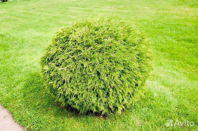 Туя Глобоза Нана саженцы