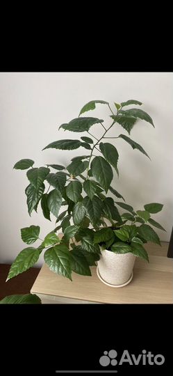 Черенки гибискуса, каллизии, плюща