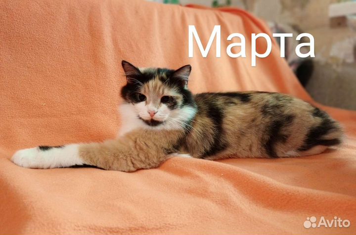 Кошка в дар бесплатно