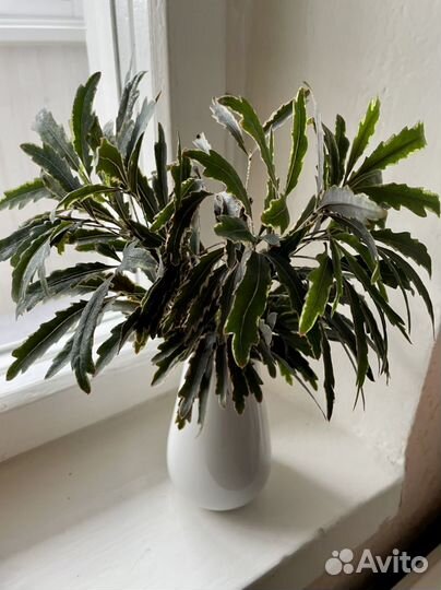 Дизиготека (шефлера )