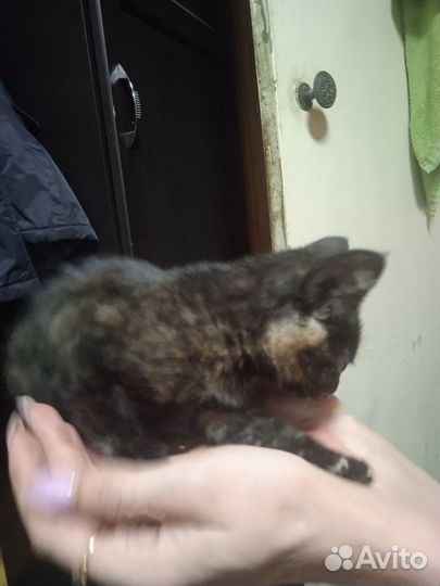 Котята (девочки)