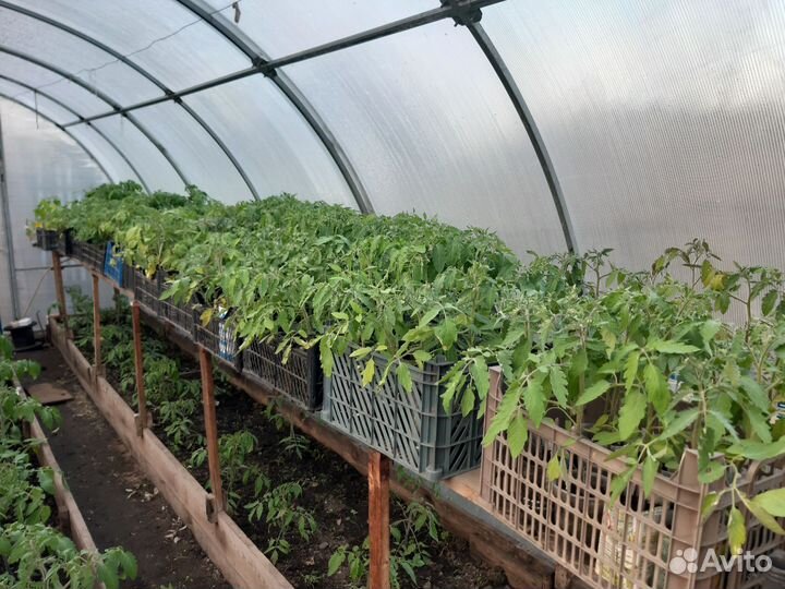 Рассада помидор, перцев,баклажанов и капусты