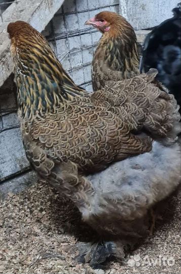 Курочки брама куропатчатая