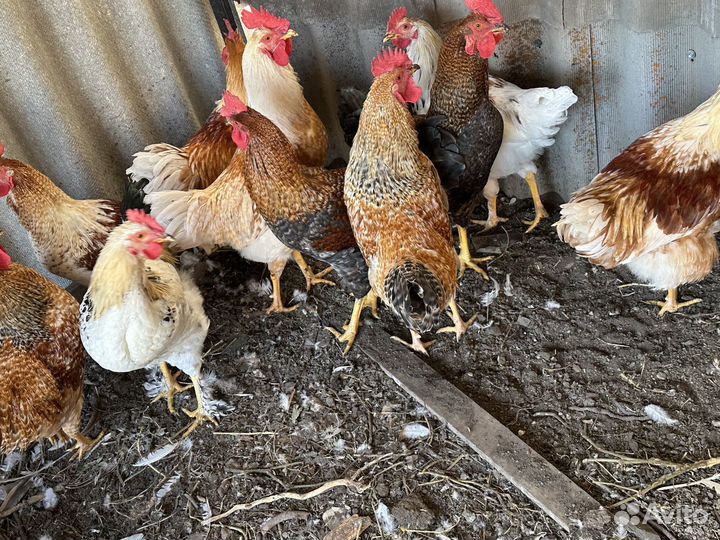 Молодые петухи