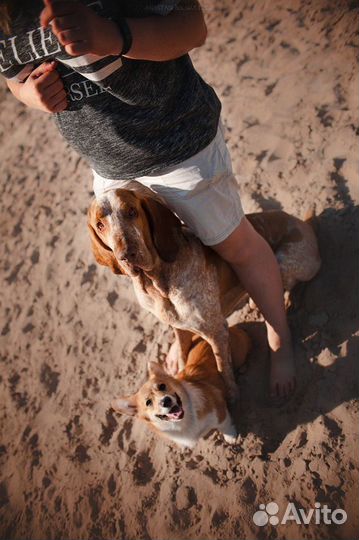 Дрессировка собак