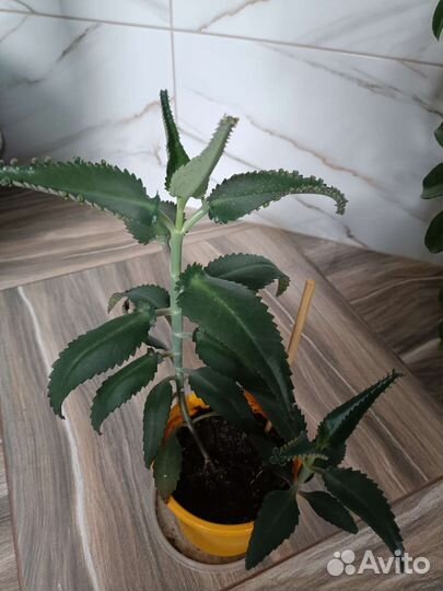 Каланхоэ лечебное