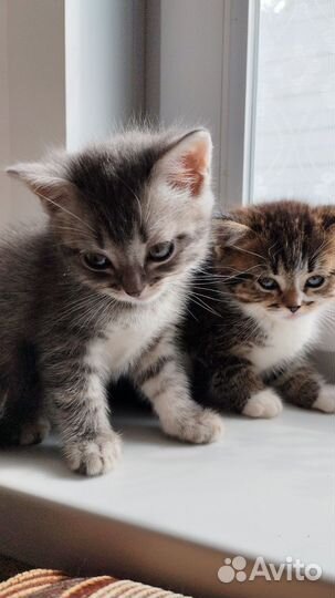 Котята в добрые руки приучены к лотку