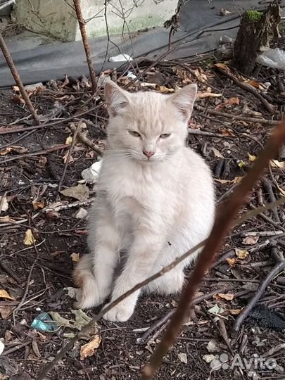 Котики в добрые руки