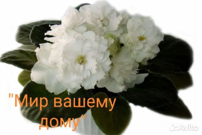 Фиалки сортовые, молодые розетки,стартеры, детки