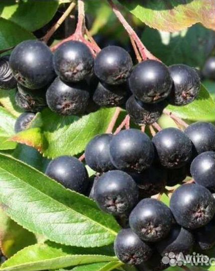 Черноплодная рябина ягоды, саденцы