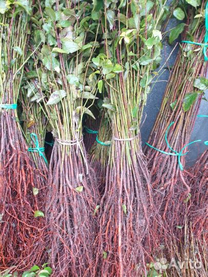 Подвой алыча