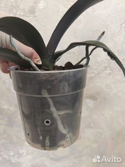 Фаленопсис Phal. Ever Spring Prince 'Star#6'