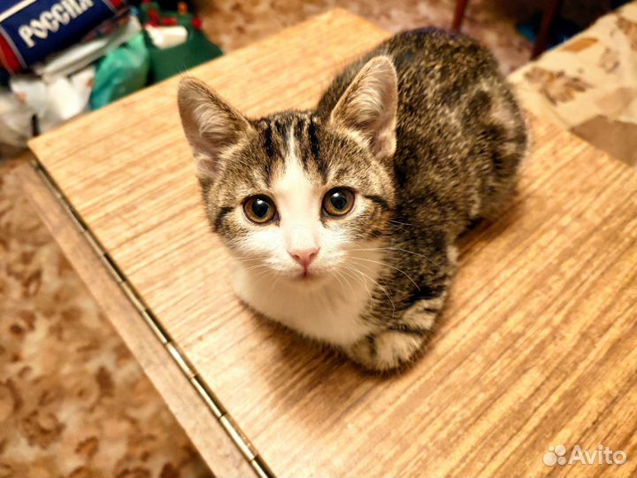 Котята домашние