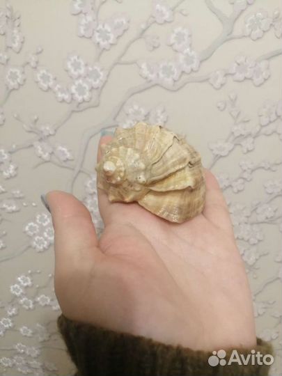 Маленькая ракушка со звуком моря