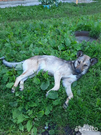 Собака в добрые руки