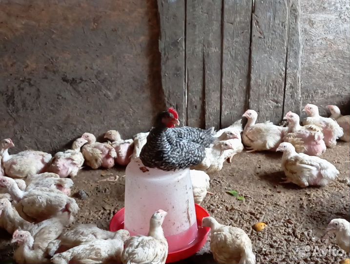 Продаются Домашние животные