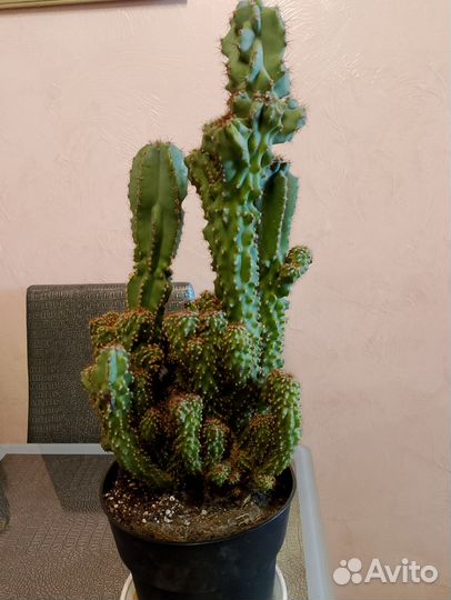Большой кактус