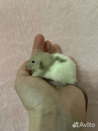 Крысята Дамбо малыши из питомника