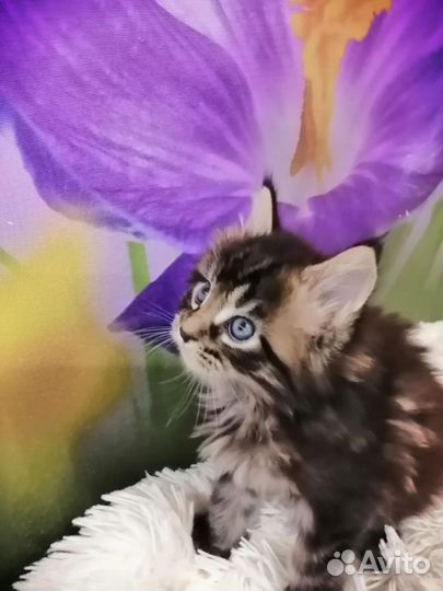 Котята мейн-кун