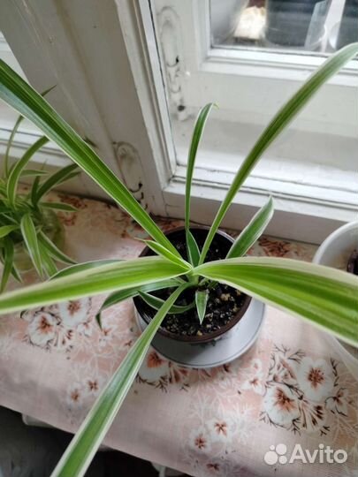 Хлорофитум