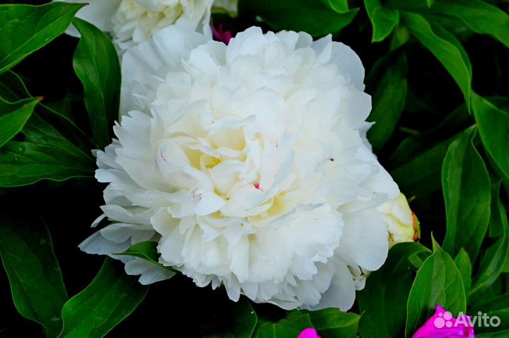 Пионы белые, светло и темно розовые