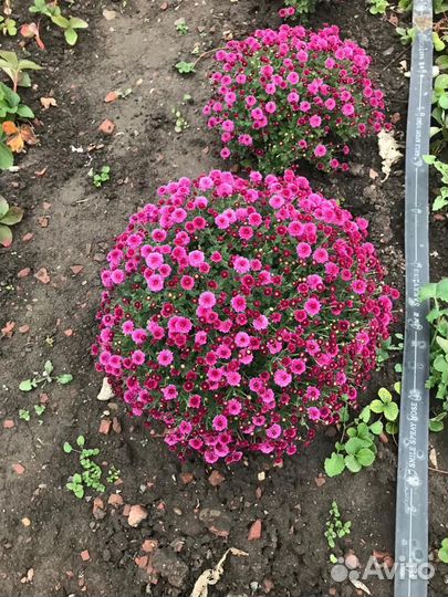 Хризантема шаровидная