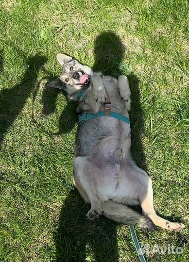 Собака в добрые руки маленькая порода